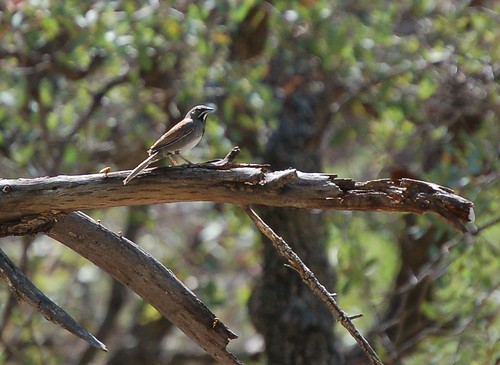 arizona bird nature hiking sparrow sonoran sycamorecanyon canyonwildlife