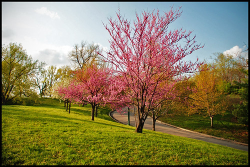 park usa grass spring surreal kansascity missouri turf springtime warmlight pinkflowers nikond80 rajeshvijayarajan cerneroaks rajeshvijayarajanphotography rajeshvj rajeshonflickr