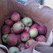 Apples of unknown cultivar