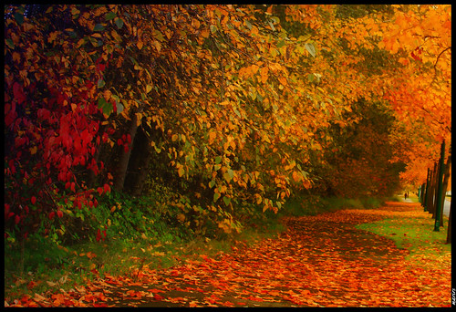canada fall nature colors vancouver landscape bc britishcolumbia digg marirs canon40d glenlyonparkway eosdigitalslr