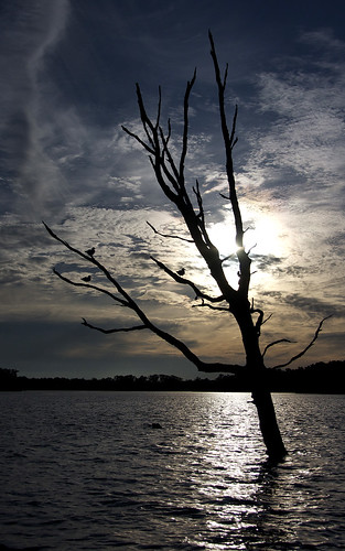 sunset lake tree birds evening branch michigan polarized