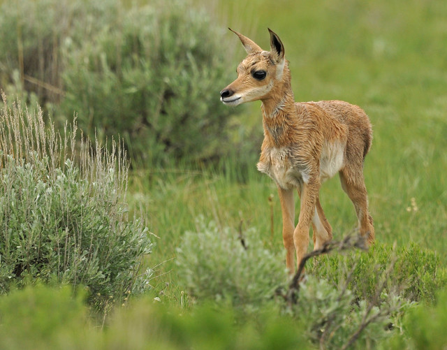 antelope-baby | Flickr - Photo Sharing!