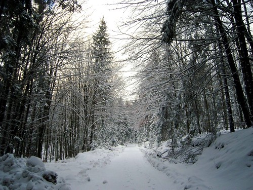 november schnee winter bayern deutschland paths wald caminhos ways weg 2007 wege bayerischerwald winterwald 27112007 flickrblick pathscaminhos šumavabayerischerwald wegecaminhos snc13507