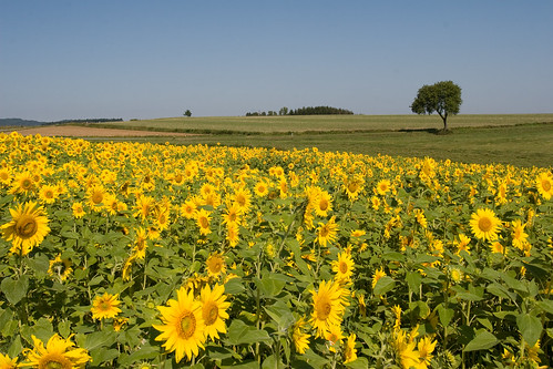 public austria ausflug waldviertel sonnenblume sonnenblumen niederosterreich 2kmeofpfaffenschlag