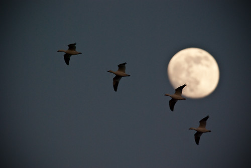 moon birds animals landscapes ducks animalia vertebrates anatidae snowgoose chencaerulescens geeseandswans