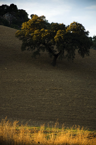 tree field spain andalucia