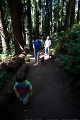 walking in the humboldt redwoods    MG 1059 