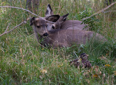 Mule Deer - Calgary Zoo 092509