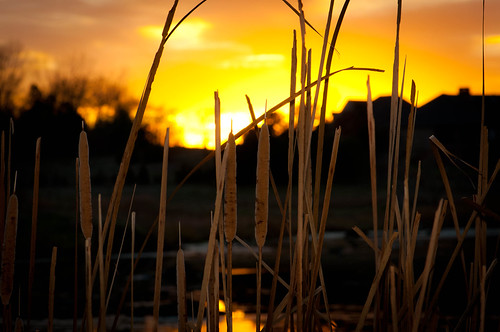 trees sunset sky lake reflections amber cattails nikonsb600 bouse lightsphereii nikon105mm nikond5000