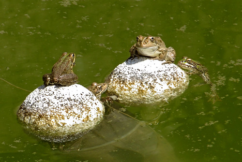 water animals four cuatro agua 4 frog frogs sapo sapos rana tamron aigua bassa 70200mm ranas gripau granota granotes anur cuatre amfibis amfibios gripaus