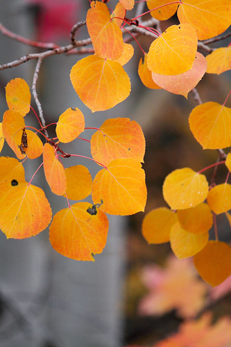 autumn orange tree fall leaves yellow gold golden utah branch foliage aspen neboloop paysoncanyon