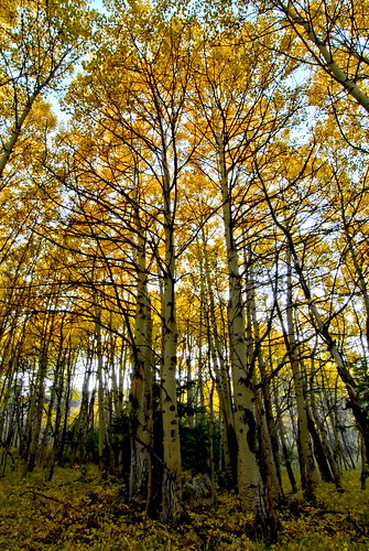 trees fall colors up yellow colorado looking grove trinidad aspen laveta highway12 scenichighwayoflegends