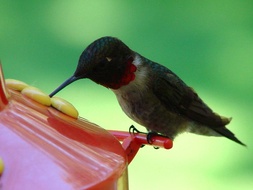 macro bird hummingbird cimalacustomphotography