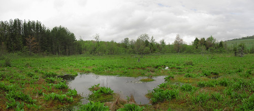 cranesvilleswamp