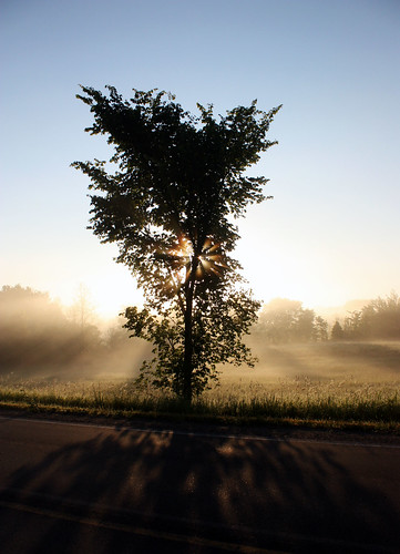 light mist tree fog sunrise michigan rays