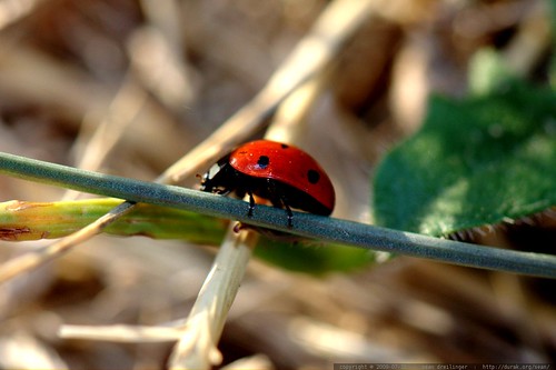 trailside ladybug    MG 9045