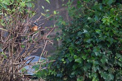 kingfisher breezeblocks and ivy