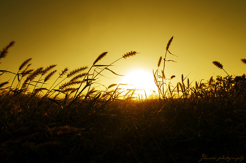sunset grass silhouette hawaii nikon tokina uwa jhames d90 kaenapointstatepark 1116mm