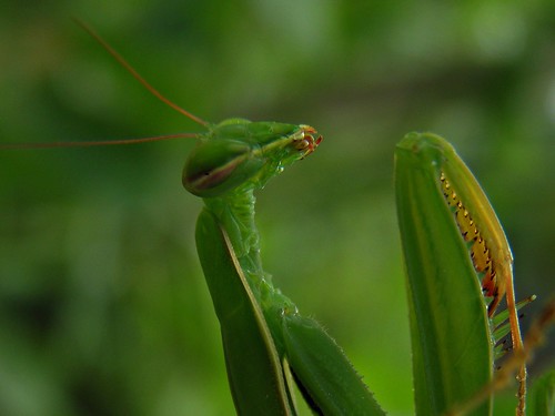 macro verde green mantis olympus mantide insetto mantisreligiosa mantidereligiosa olympussp510uz sp510uz lifebeatiful albitai