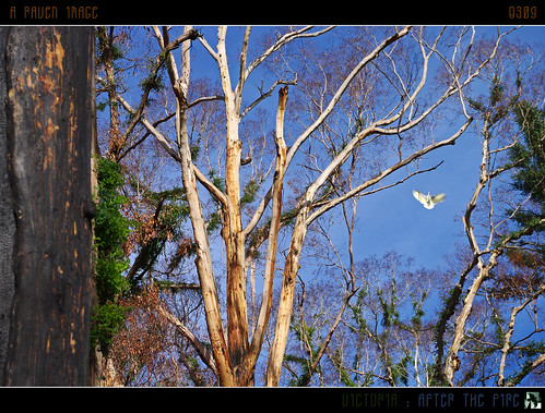 trees sky green bird forest geotagged fire interestingness bush bluesky victoria explore growth ibis burnt bushfires bif birdinflight aug9 explored inexplore tomraven aravenimage q309 geo:lat=37359272 geo:lon=145110941