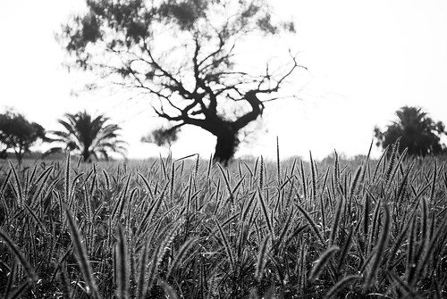light tree grass digital landscape nikon october texas dof bokeh seed palm mesquite 2009 tallgrass southtexas seedheads d60 bibble peterfrench uncolored starrcounty bokehish diamondo pfrench99 petob dsc1812b