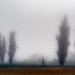 Fog poplars