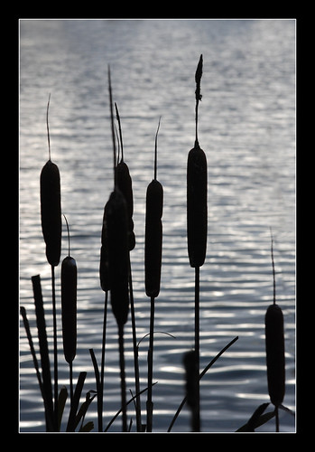 landscapes eau lac ombre miroir reflets roseau vosplusbellesphotos
