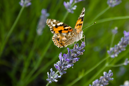 flower macro butterfly lavender pritzwalk