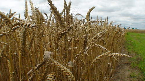 Wheat Field Desha County Arkansas