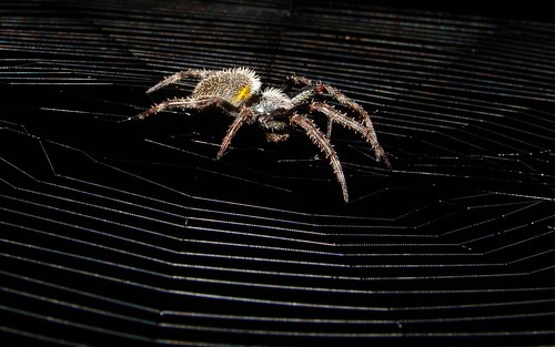 spider arachnid spin spinne araña araignée ragno redland spinnekop lorida ©allrightsreserved tropicalorbweaver eriophoraravilla rpilla001