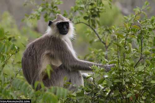 india primate langur westernghats