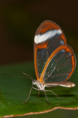 Papillon aux ailes de verre - Greta Oto - Glass Wing Butterfly - Photo of Saint-Genis-Laval