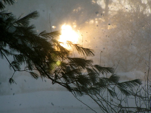 sun snow tree pine sunrise creative commons cc creativecommons snowpocalypse