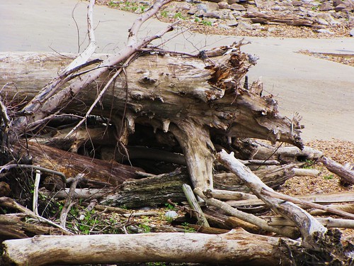 wood travel trees usa nature canon landscapes daylight view state peaceful powershot driftwood metropolis daytime tranquil illinios sx10is waltphotos