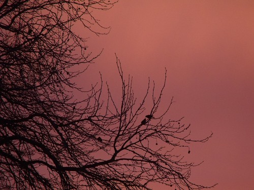 morning newzealand sky tree nature birds sunrise scenery matamata skytheme