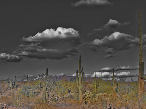 cactus cacti landscape blackwhite hiking biosphere saguaro toned wildliferefuge selectivecolor organpipenationalmonument dscf5510 guardaminegliocchi fujifilmfinepixs5700