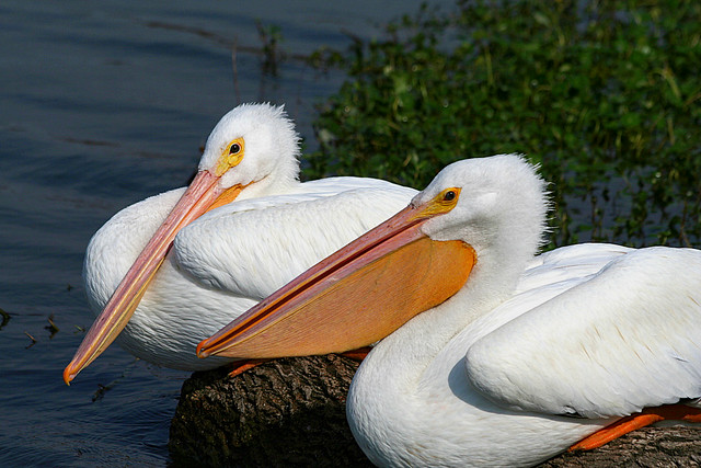 Pelicans At Rest