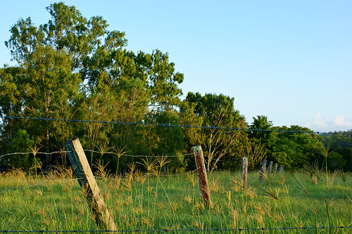 country city fence trees grass morning sunrise brassall ipswich