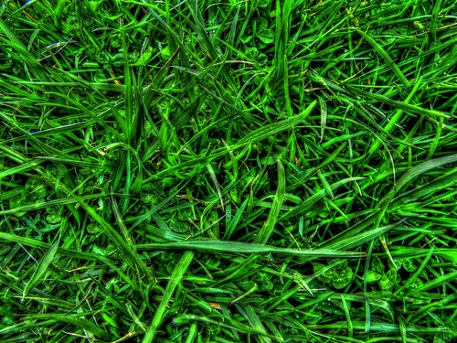 macro green grass lawn hdr greengrass photomatix bergholz z1015is