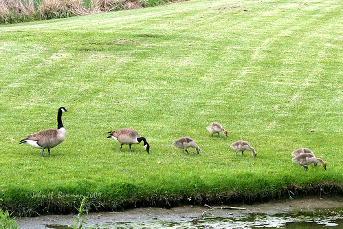 ohio lucascounty toledo parks localparks toledobotanicalgarden animals smallanimals birds waterfowl geese may2009 may 2009 canon702004l