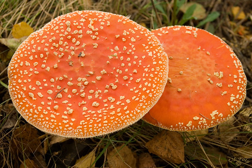 nature sweden natur fungi sverige amanitamuscaria flyagaric aclass halland falkenberg rödflugsvamp nikond80 svampar dsc6343 atranswe 20090927 photosofqualitytosmileabout 56°53′0″n12°30′0″e lenssigma1770