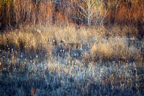 deer whitetail