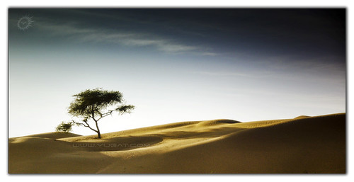 life sky india tree travelling evening sand dunes lone incredible rajasthan krishlikesit