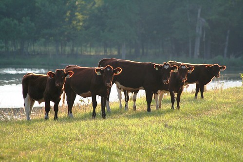 cattle cows farm rurallife ruralscenes maineanjou