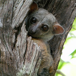 Milne-Edwards' Sportive Lemur, Ankarafantsika National Park, Madagascar