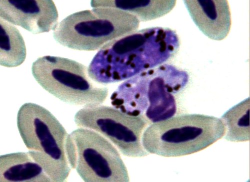 Haemoproteus tinnunculi 