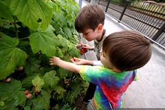 boys picking thimbleberries    MG 7643 