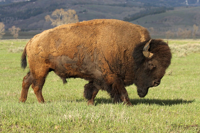 A Wild America Bison (Buffalo) | Flickr - Photo Sharing!