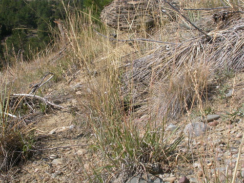 grass montana habit bighorn habitat poaceae steppe perennial latesummer bunchgrass bouteloua boutelouacurtipendula warmseason sideoatsgramma chlorideae drysite