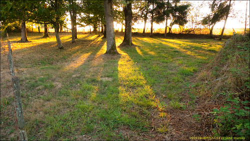 trees sunset france tree eurotrip 2009 dogwalk